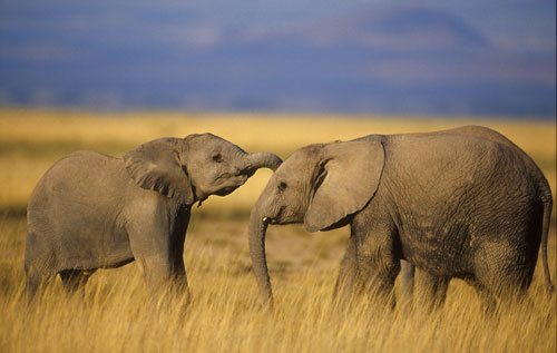 3779_file_elephant2_balfour