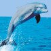 delfin_balt_sip-300