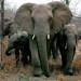 the-majestic-elephants-of-southern